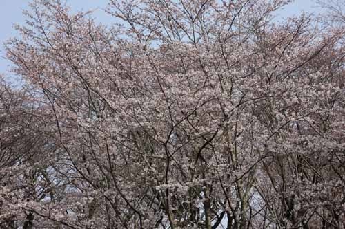 20170406q̍2.JPG