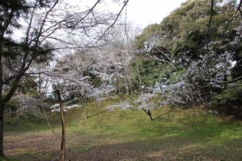 20170406q̍4.JPG